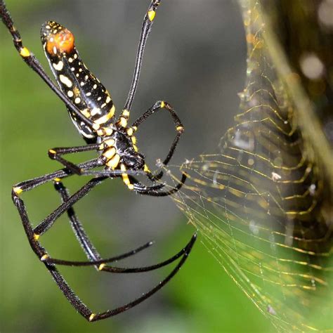 Aranha Amarela E Preta