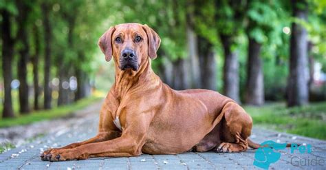 🐶Глисты у собаки: симптомы, диагностика, лечение и профилактика ...