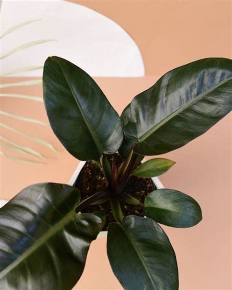 pohon berdaun lebar  koleksi gambar