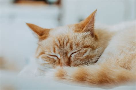 картинки : Животные, Домашнее животное, cat sleep, Оранжевый кот, Коты ...