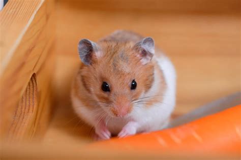 is it normal hamster smelly indoors 8