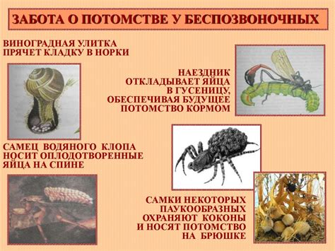 Забота о потомстве - презентация онлайн