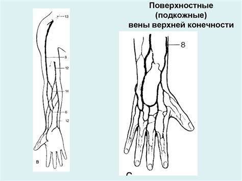 Схема вены на руках - 98 фото