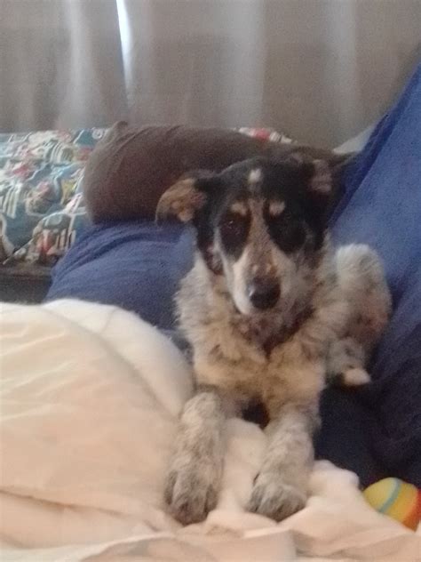 Australian Cattle Dog - Jacob Wharton - PetsForHomes