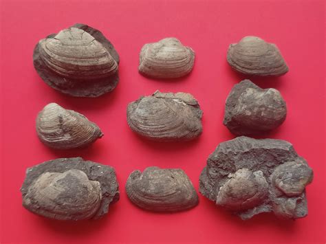 Bronnitsy Grammatodons - Members Gallery - The Fossil Forum