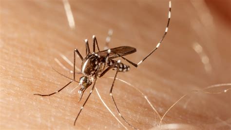 Atividade Do Mosquito Da Dengue
