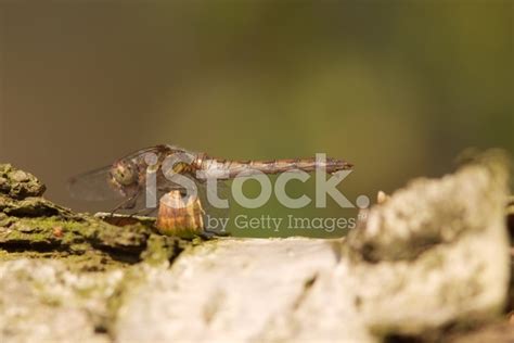 Common Darter Stock Photo | Royalty-Free | FreeImages