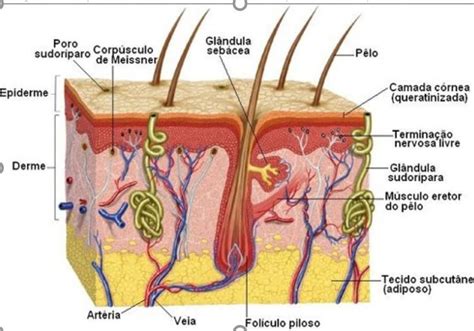A Pele É O Maior Orgão Do Corpo Humano - 3. A pele é o maior ó orgão do corpo humano Nela existem vários ...