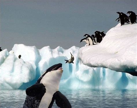penguins Memes - Imgflip