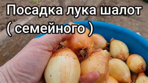 Посадка лука шалот семейного - YouTube