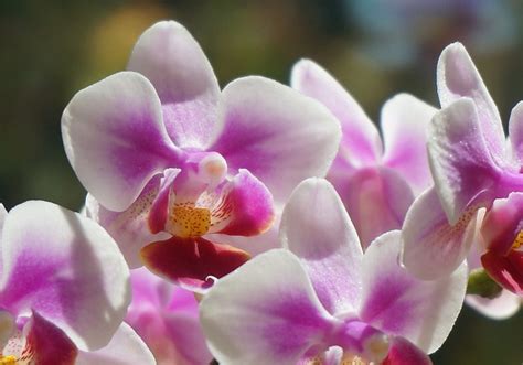 Hybrid Phalaenopsis - Free photo on Pixabay