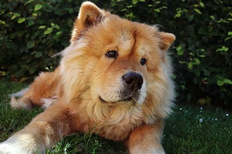Chow Chow (caractère, alimentation, soins)