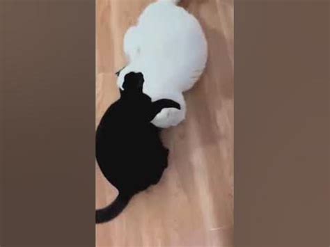 СМЕШНЫЕ КОТИКИ 🐈🐱🤣😂 - YouTube