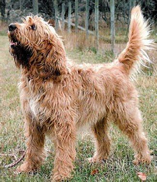 Otterhound Dog Breed Information and Pictures - PetGuide | PetGuide