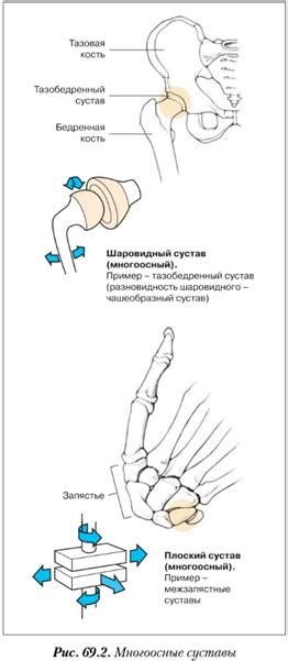 Биомеханика суставов. Классификация суставов