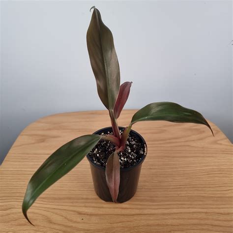 Philodendron Autumn