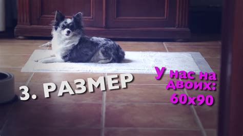 Как приучить щенка к пеленке, собаку к туалету | Чихуахуа Софи - YouTube