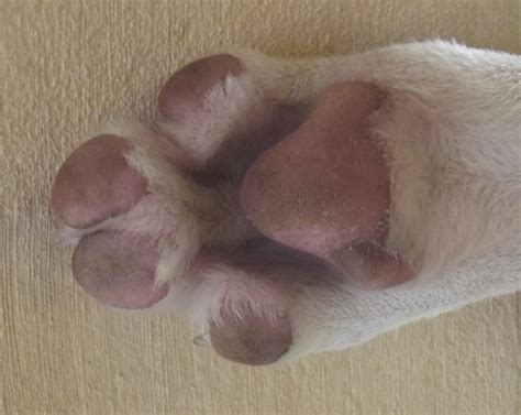 how to treat swollen paws on dog