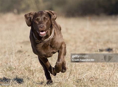 Speedy Dog High-Res Stock Photo - Getty Images