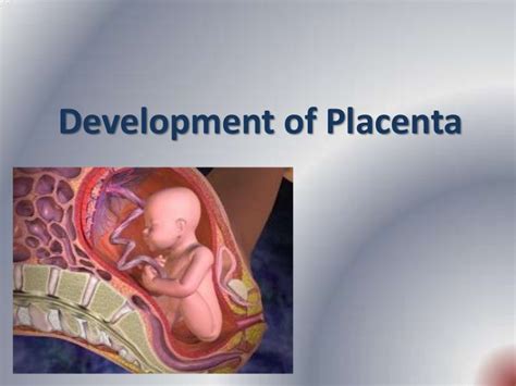 Placenta development