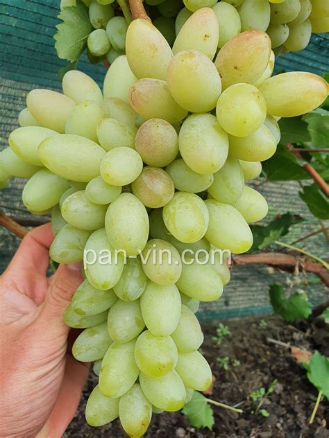 Днепровская ривьера — pan-vin.com