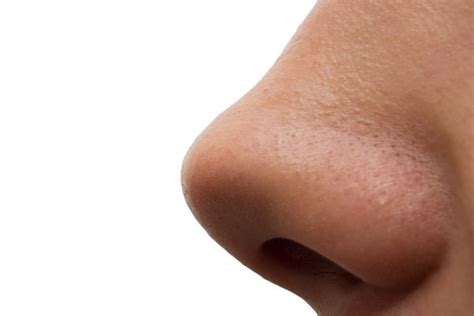 Nariz | Spanish to English Translation - SpanishDict