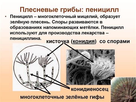 Царство Грибы - презентация онлайн