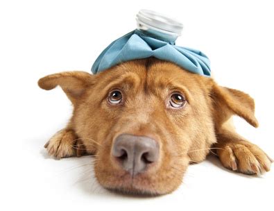 8 top tips for dealing with a histamine reaction | Healing Histamine