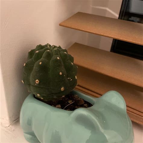 Symbolism and Benefits of the Peyote