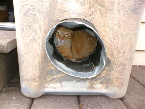 Create a Cozy TV Nook for Your Shelter Cats! - Hunter Games Magazine