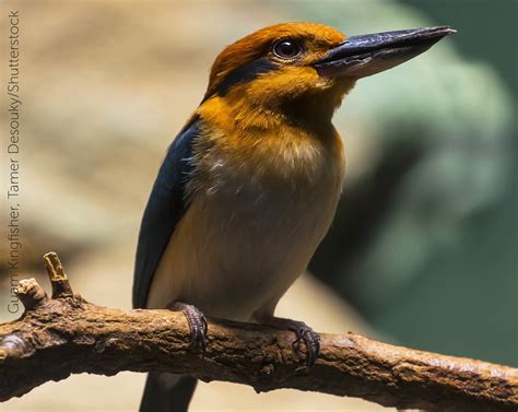 Guam Kingfisher: A Beautiful Bird Extinct in the World