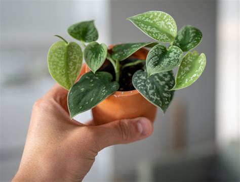 Satin Pothos Care Guide: 6 Top Tips For Caring For Your Pothos Plant