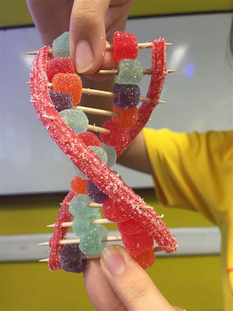 candy dna model worksheet educational printable activities