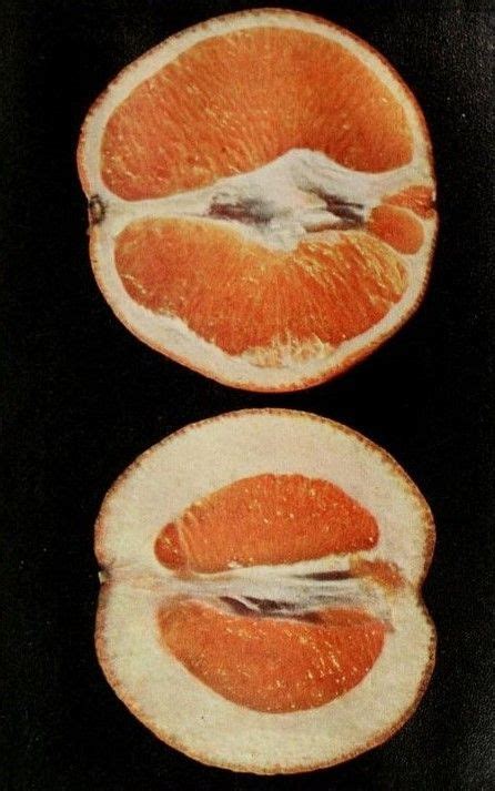 nemfrog selective breeding orange rind horticulturist