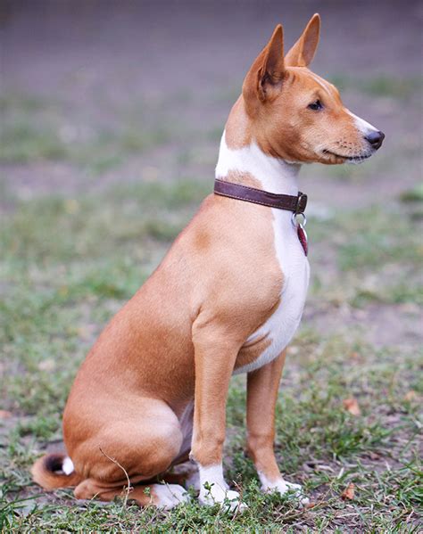 20 Quiet Dog Breeds To Consider If Noise Is A No-Go – PureWow