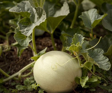 How to pick honeydew: expert tips to harvest ripe melons | Homes and