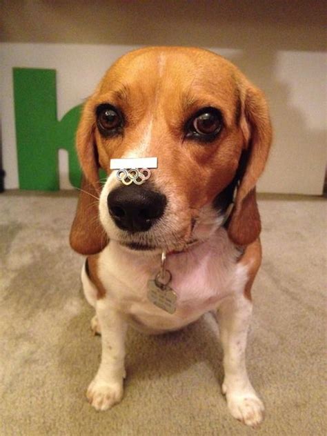 Olympic pin | Objects, Olympics, Dogs