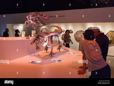 Museum visitors looking at dinosaurs, Houston Museum of Natural Science ...