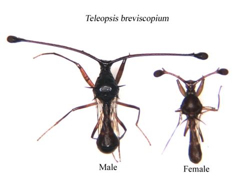 The Evolution of Sexual Dimorphism: Understanding Mechanisms of Sexual ...
