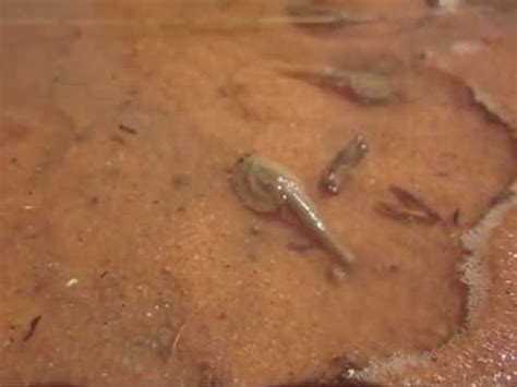 Tadpole Shrimp