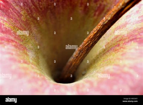stem   apple stock photo alamy