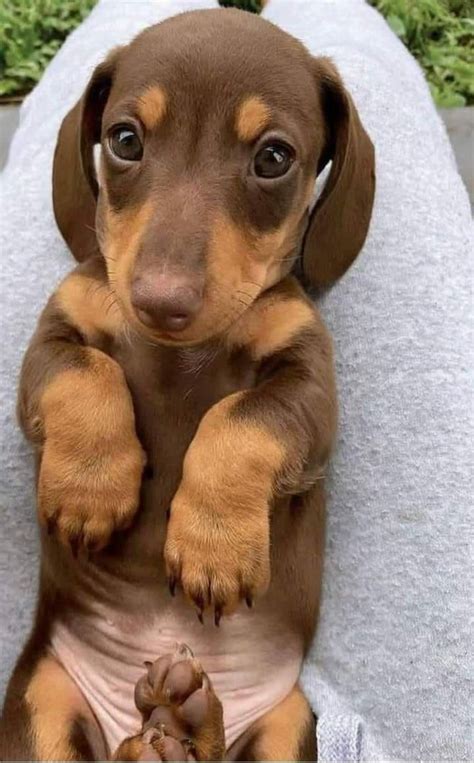 cutest photo youll   weiner dog puppies cute animals