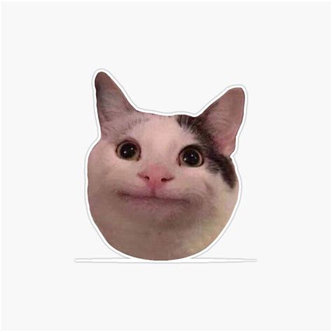 Why (Polite Cat Meme) | canoeracing.org.uk