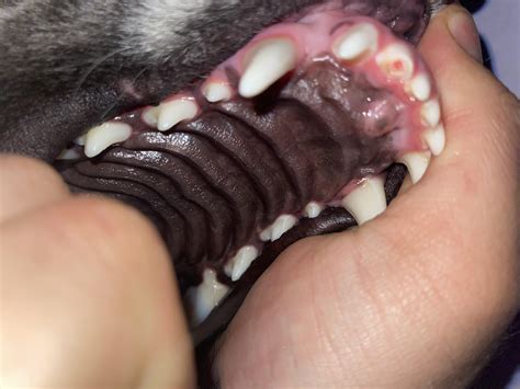 What Does Dog Chipped Mean at Corrina Davis blog