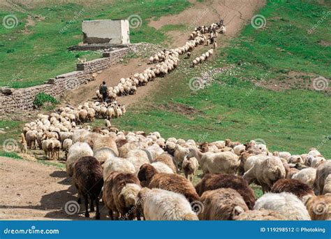 Herd of sheep stock photo. Image of field, land, lawn - 119298512