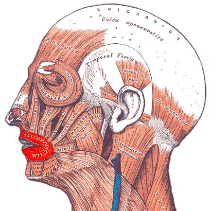 Orbicularis Oris Muscle | Definition, Function & Location | Study.com