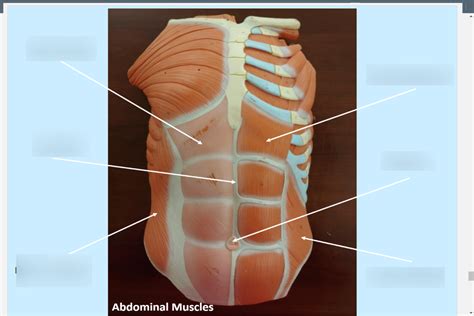 abdominal muscles Diagram | Quizlet