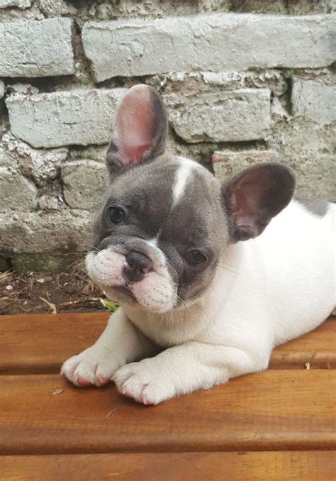 Blue Pied French Bulldog Puppy #bulldogs | Bulldog puppies, French ...