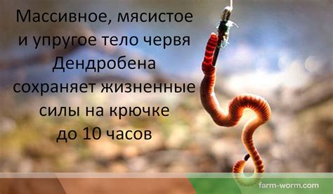 Где? У кого? Купить червей Дендробена Венета - Диптера