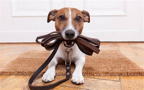 dog walker    find dog walking jobs  start